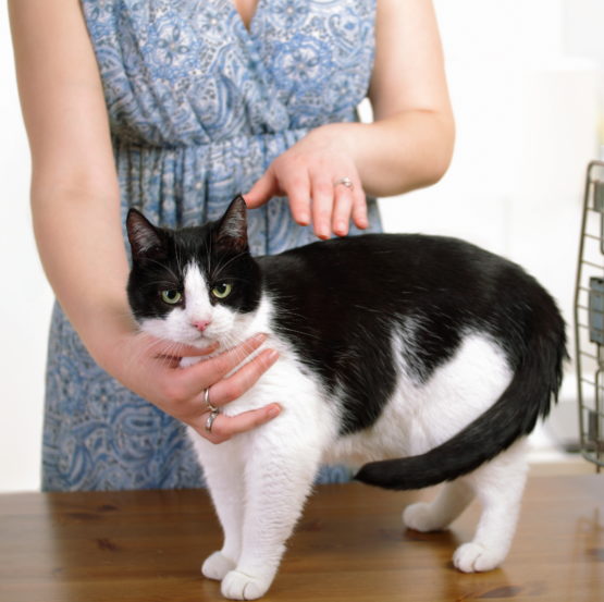 Animal reiki therapy, cat with experienced practitioner